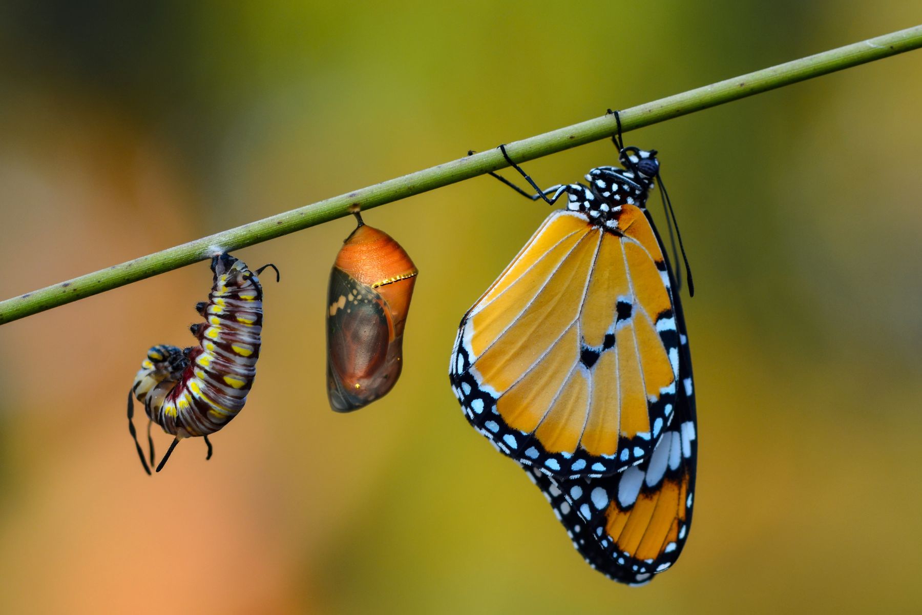 Curación en la Ciencia Cristiana: vidas transformadas